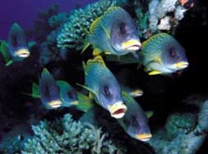 Sweetlipfish, Red Sea, Camersystem; Mamyia 645 in Hugyfot... by Walter Lehmann 
